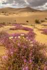 USA, California, Imperial Sand Dunes Recreation Area. Evening primrose and verbena flowers. Art Print
